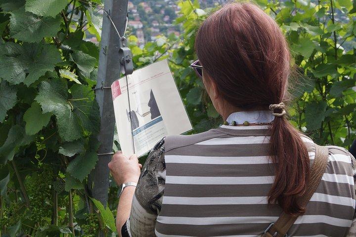 Rally de vinhedos em Würzburg com degustação