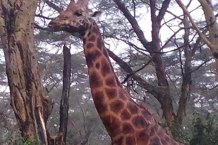 Safari di 6 giorni al Lago Nakuru NP, Maasai Mara NR - Lusso.