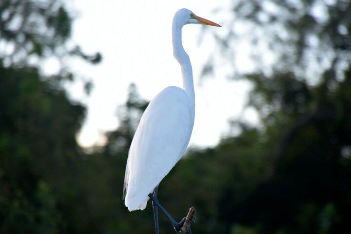 Guided Boat Tour of New Orleans Bayou