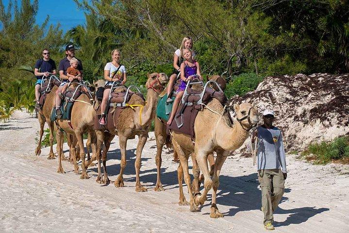 DISFRUTA DE UN PASEO ÚNICO EN CAMELLO en Puerto Morelos con Transporte