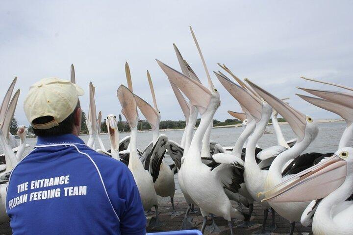 オーストラリアの爬虫類公園オプション付き、シドニーからのセントラル コースト プライベート ツアー