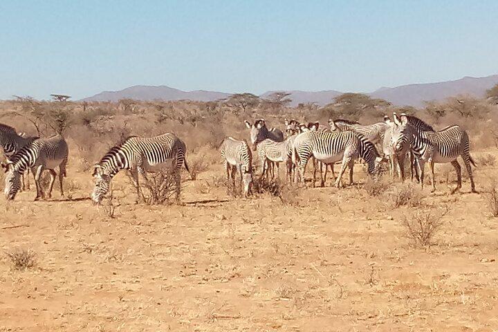 7 Days Safari、Samburu N / R Ol Pejeta Conservancy、Hells Gate N / P Maasai Mara N / R
