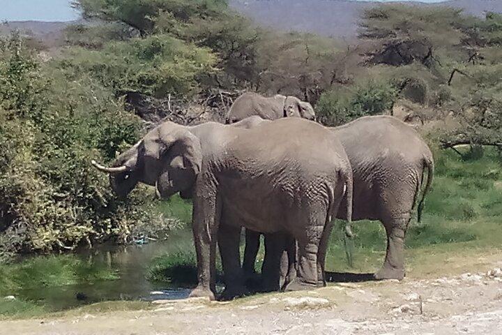 7 dagars safari Maasai Mara NR, Lake Nakuru NP Samburu NR -Lyx