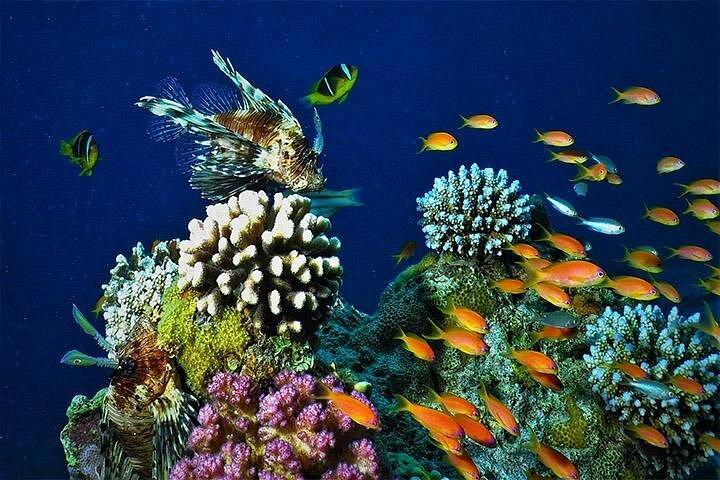 ワディラムからアカバ紅海へのプライベート終日ツアー