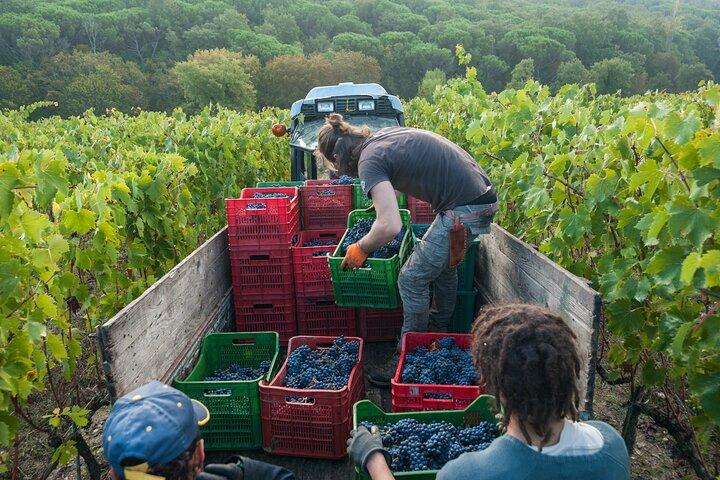 Visite privée d'une demi-journée: expérience viticole du Chianti Classico.