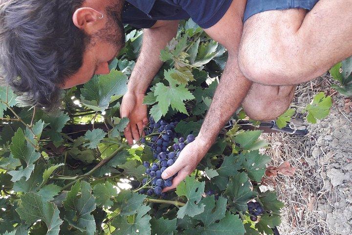 Wine tasting in Sablet