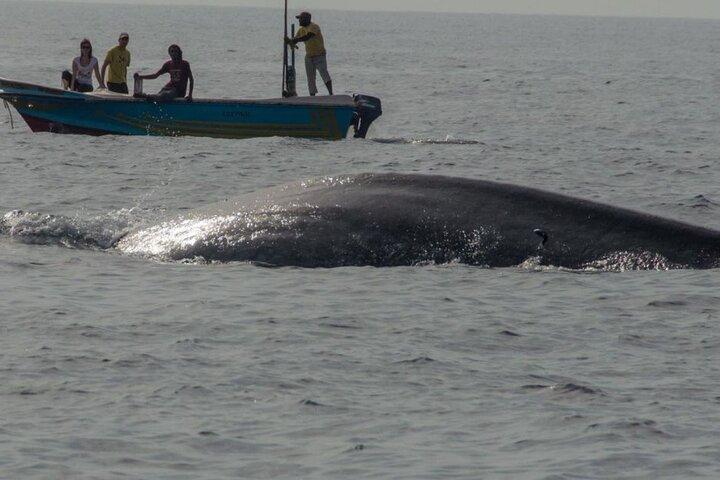 Whale Watching da Mirissa in barca condivisa