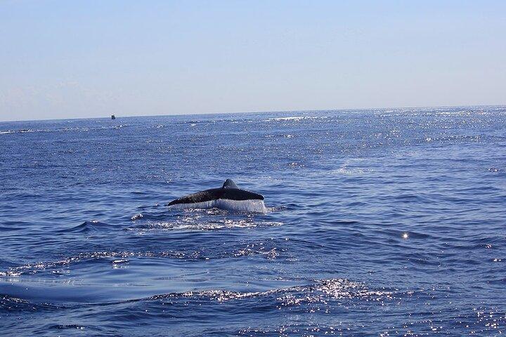 Whale Watching da Mirissa in barca condivisa