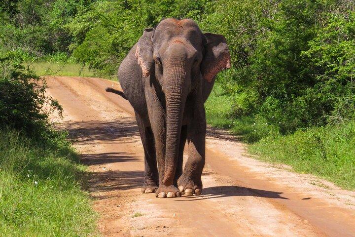 Campeggio di due notti nel parco nazionale di Yala