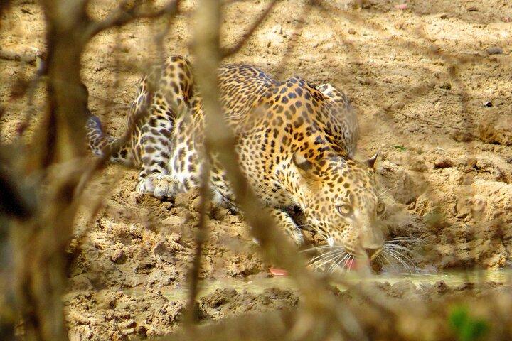 Campeggio di due notti nel parco nazionale di Yala