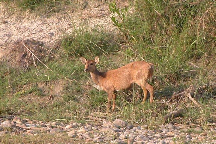 5 Tage Bardia National Park Tour mit Palpa Übernachtung