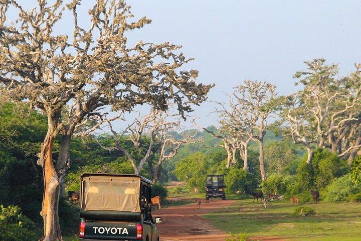 Bundala National Park Safari di Mirissa