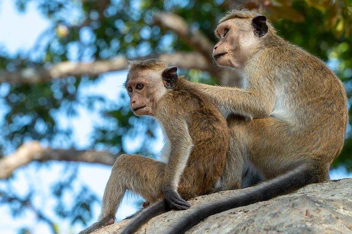 Safari au parc national de Yala au départ de Galle