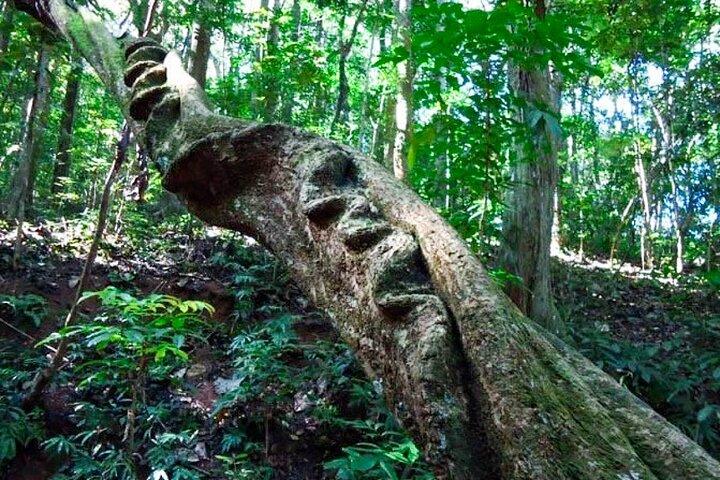 キャンディのウダワタケレ森林保護区ハイキングツアー