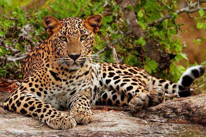 Safari au parc national de Yala au départ de Hikkaduwa