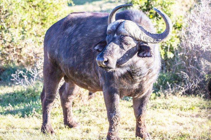 4 Day Addo to Karoo Safari