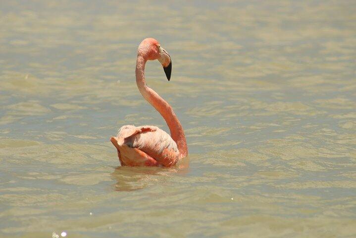 Privado Rio Lagartos Flamingo e lagos cor de rosa