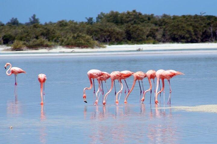 Privado Rio Lagartos Flamingo e lagos cor de rosa
