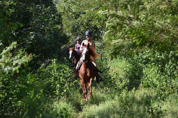 馬に乗ってジャングルトレイルを散歩します。輸送および設備が含まれます。