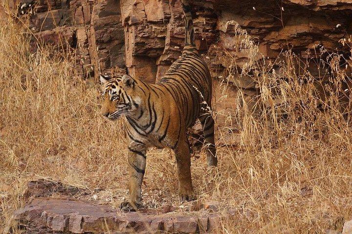 インドのゴールデントライアングル、パレス、タイガースの7泊のプライベートツアー