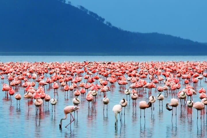 5-Days Masai Mara & Lake Nakuru Lodge Safari