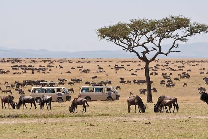 5-Days Masai Mara & Lake Nakuru Lodge Safari