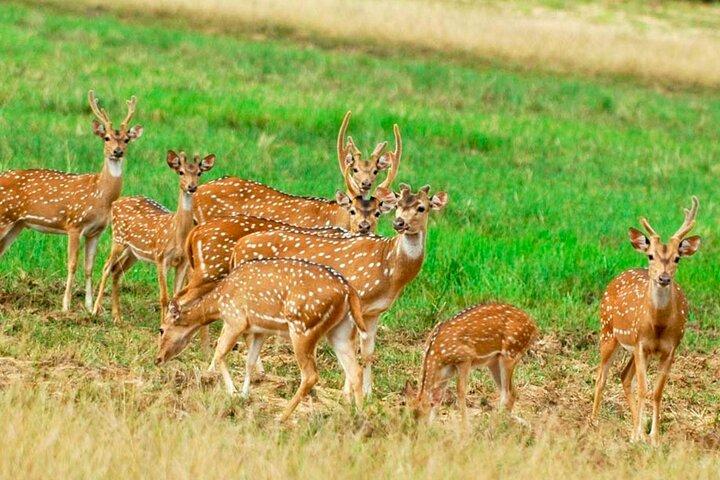 シギリヤのシギリヤロックと野生の象のサファリ