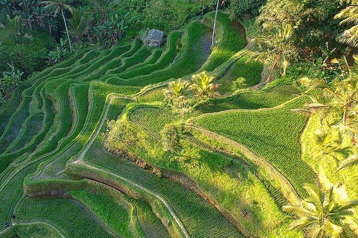 Best of Ubud: Rice Terrace, Temple and Waterfall Private Tour