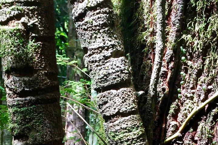 Excursion d'une journée à Cochamo.