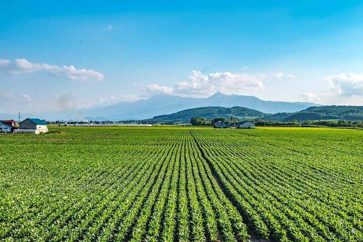 Furano & Biei Customized Car Tour : Autista Inglese, Nessuna Guida