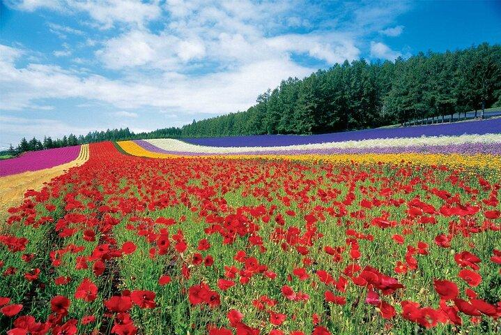 Furano & Biei Customized Car Tour : Autista Inglese, Nessuna Guida