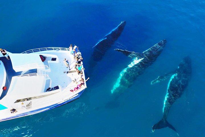 Hervey Bay Whale Watching Cruise
