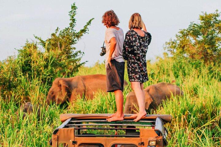 Ella to Mirissa Shuttle & Udawalawe Safari Drive com pequeno-almoço