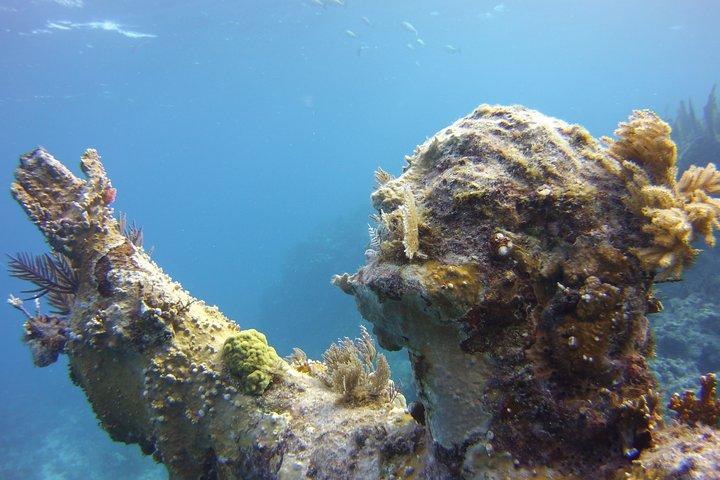 Mergulho com snorkel privativo no recife de Key Largo para até 12 pessoas - INCLUI EQUIPAMENTO!