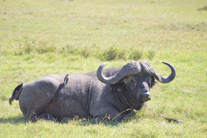 5 días de trekking al monte. Kenia, Ruta Sirimon-Chogoria.