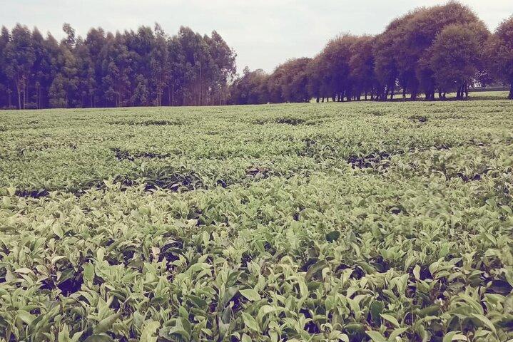 Safari de 3 jours à la ferme de café de Kiambethu et aux plantations de thé de Kericho.