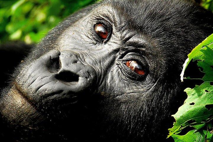 Safari de 7 dias em Uganda com gorilas e vida selvagem