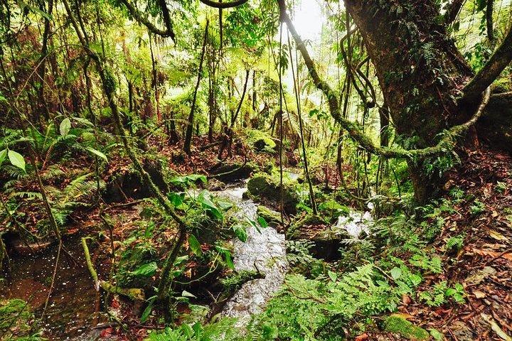 Safari de 7 dias em Uganda com gorilas e vida selvagem