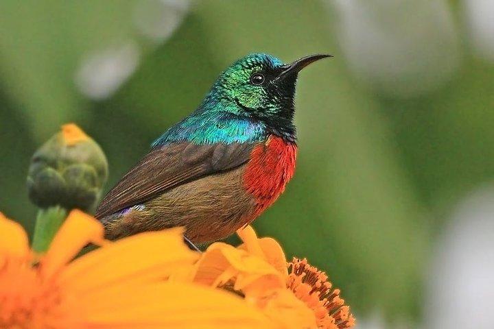 Safari de 7 dias em Uganda com gorilas e vida selvagem