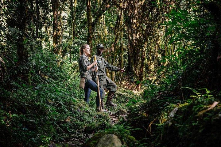 Safari de 7 dias em Uganda com gorilas e vida selvagem