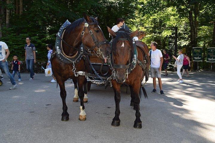 Volledige dagtour naar kasteel Neuschwanstein incl. Koetsrit en rondleiding
