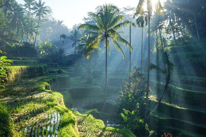 Best of Ubud: Rice Terrace, Temple and Waterfall Private Tour