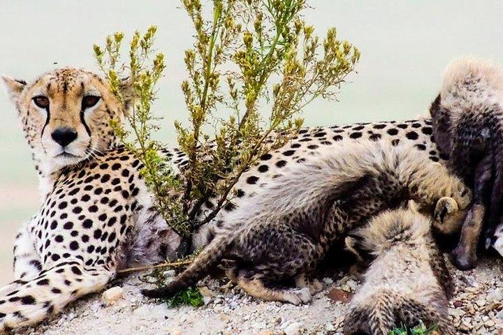 Masai Mara Interactive e Lake Nakuru Safari 4D / 3N