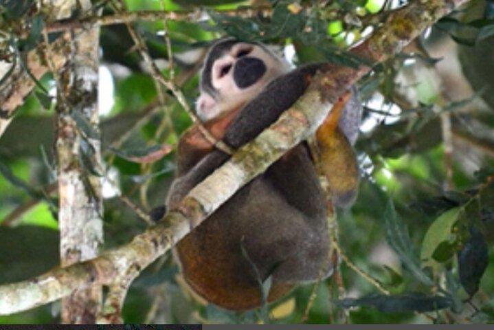 Amazon Eco-Lodge Utforska