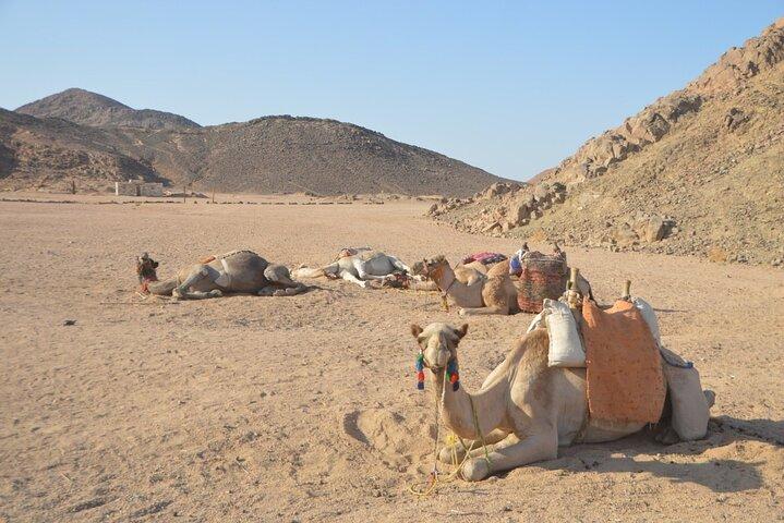 Desert Quad Bike Safari til Bedouin Village med kamelridning og middag fra Hurghada