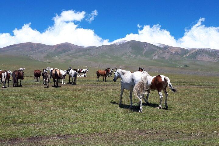 Assy Plateau