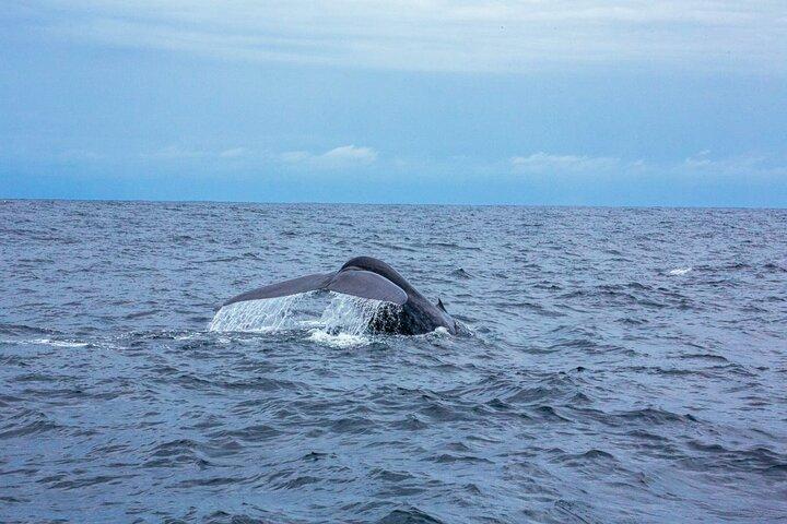 Whale Watching da Galle su barca condivisa