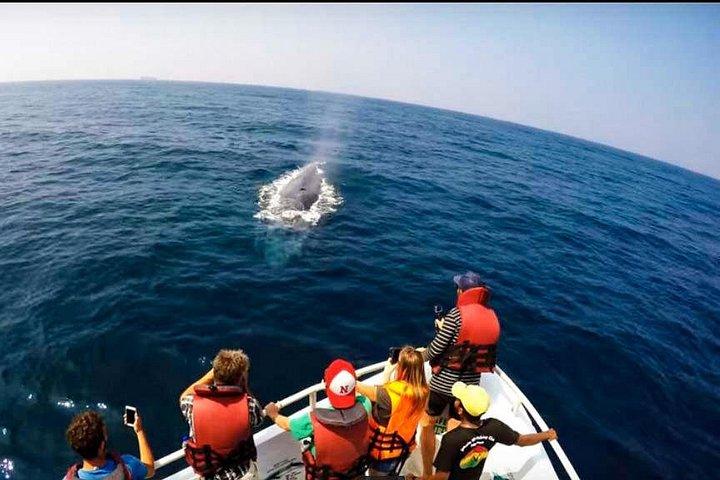 Whale Watching from Galle on Shared Boat