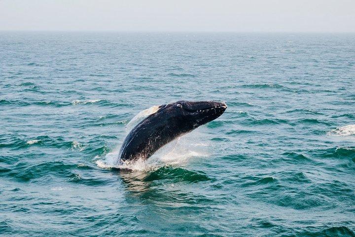 Whale Watching from Galle on Shared Boat