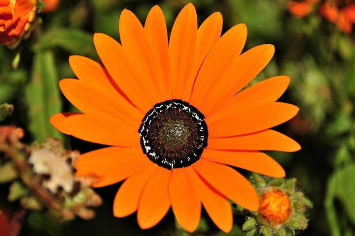 West Coast Flower Full Day Tour